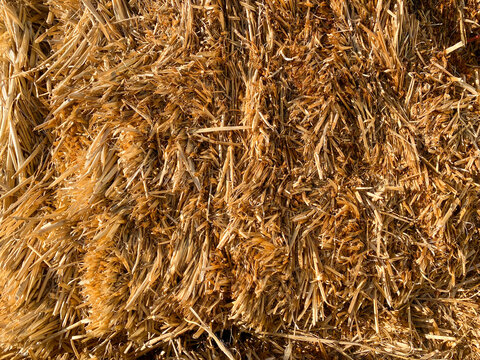 close up view of fresh hay bale straw bundle  farming farm agricultural fodder