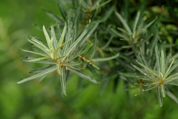 Sea-buckthorn branches on green bokeh background.