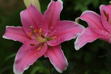 Pink liliums flowers closeup.