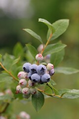 Blueberry fruits on branch, blueberries blue and green fruits.