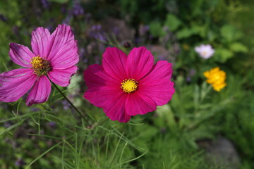 Purple cosmos flower on a green background