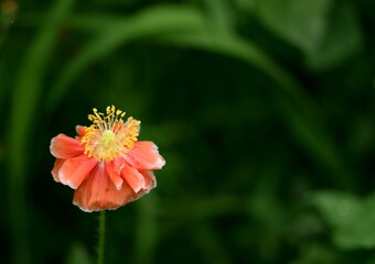 Poppy flower on bokeh green background space for text, red poppy with white lining.