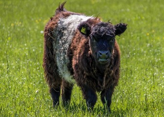 The Belted Galloway is a traditional Scottish breed of beef cattle. It derives from the Galloway cattle of the Galloway region of south-western Scotland, and was established as a separate breed in 192