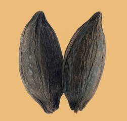Cacao orCocoa fruits isolated on white background