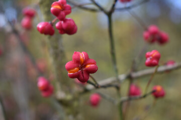 Pfarrerkapperl, Gewöhnliche Spindelstrauch, Euonymus europaeus mit orangenen Früchten und rosa Hüllen im Herbst vor herbstlichen Hintergrund	
