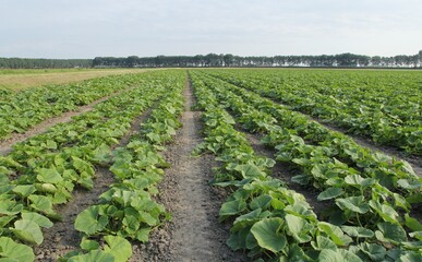a big field with biological pumpkin plants in the dutch countryside in zeeland in summer