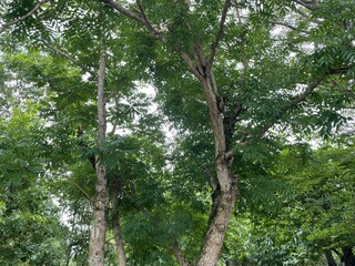 気持ちの良い公園