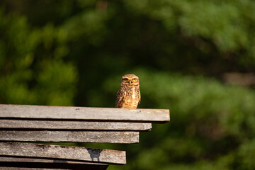 A burrowing owl perched on wooden pergola. Portrait of an Athene cunicularia.