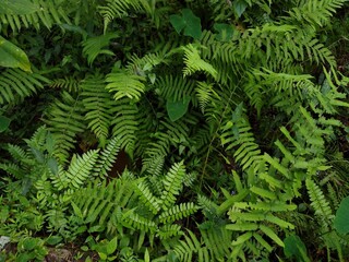 Fern plants in the forest, green background