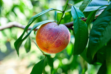 Peaches on the tree, Ripe summer peaches growing in a orchard, Concept of growing, gardering