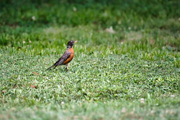 A robin on a lawn.