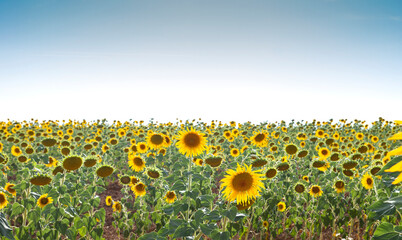 Obraz premium Sunflowers field in bloom