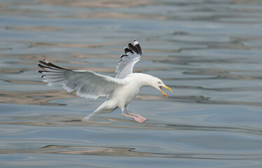 Herring gull, Larus argentatus