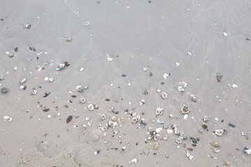 seashell on the beach
