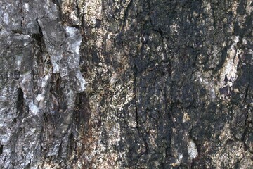 tree bark 