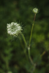 Queen Anne's lace, wild carrot in full bloom, top view, close up.