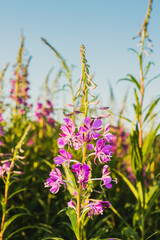 Ivan-tea, kiprei, epilobium, herbal tea on the field, close-up