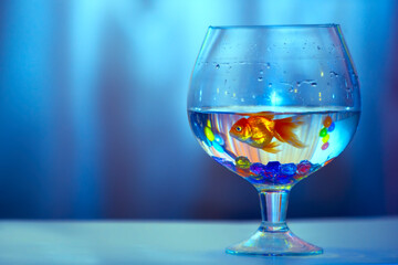 Goldfish in a glass goblet on a blue background.
