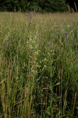 wild flowers (Trifolium pratense, galium) blooming in meadow in summer around summer solstice