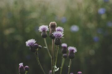 Obraz premium close up of purple wild flowers in meadow (Centaurea scabiosa, Cirsium arvense) in summer around summer solstice