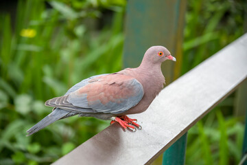 The Maranon pigeon (Patagioenas oenops) is a species of bird in the family Columbidae. It is found in Peru and southern Ecuador. 
It is threatened by habitat loss.