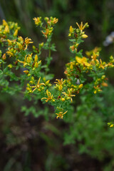 close up of wild flowers with yellow blossoms (Hypericum perforatum)