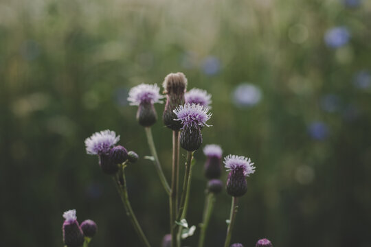 Close Up Of  Purple Wild Flowers In Meadow (Centaurea Scabiosa, Cirsium Arvense) In Summer Around Summer Solstice