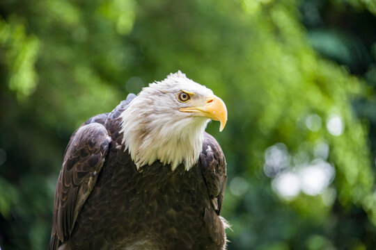 The closeup image of bald eagle (Haliaeetus leucocephalus), a bird of prey found in North America. A sea eagle.
An opportunistic feeder which subsists mainly on fish.