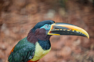 The chestnut-eared aracari (Pteroglossus castanotis), is a bird native to central and south-eastern South America. 
its diet mainly consists of fruit taken from trees in the area