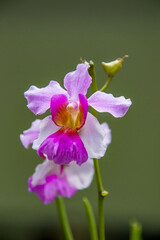 Papilionanthe Miss Joaquim is a hybrid orchid cultivar that is Singapore's national flower. Hybrid parentage: Papilionanthe teres (Vanda teres) and Papilionanthe hookeriana (Vanda hookeriana). © Danny Ye