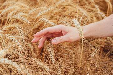 Girl's hand on ripe golden ears wheat close-up. Hot summer season, active harvest time, nature outdoors