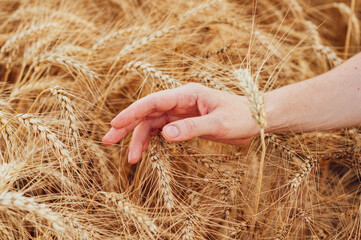 Fototapeta na wymiar Girl's hand on ripe golden ears wheat close-up. Hot summer season, active harvest time, nature outdoors