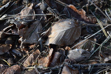 frost on dry leaves