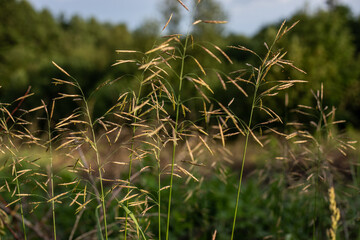 close up of meadow grass in summer around summer solstice 