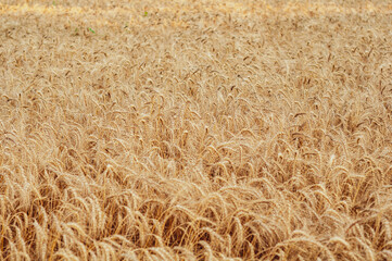 Golden wheat field close up, summer season, start harvest, nature outdoors