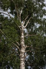 Birch tree with green foliage in summer