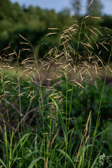 close up of meadow grass in summer around summer solstice 