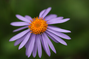 Weak violet aster flower close up