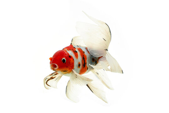 Gold koi fish on white background