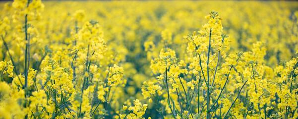 Obraz premium Rapeseed yellow grass banner. Natural background.