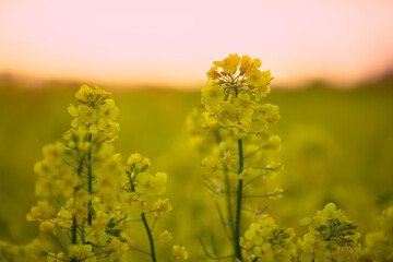 Bright yellow rapeseed grass against the sky. Natural background.