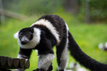 Closeup of a curious Ring-tailed lemur.