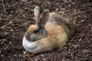 A brown Domestic rabbit laying down.