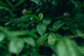 rainforest wet foliage after rain with water drops on leave moody green color nature photography
