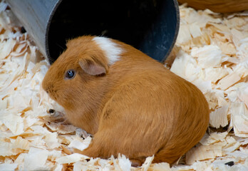 A brown colored American guinea pig.