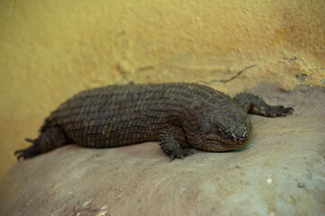 A Gidgee Skink lying on a rock.
