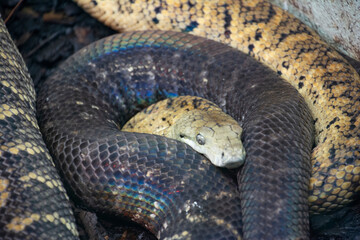 A curled up Jamaican boa.