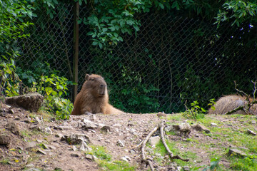 A Capybara sitting on a hill.