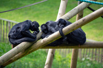 Colombian spider monkeys resting on logs.