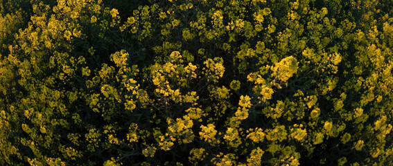 Rapeseed yellow grass banner. Natural background.